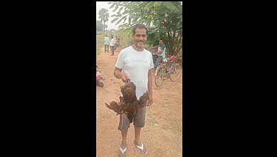 Man holds chicken caught from cotton field in Telangana