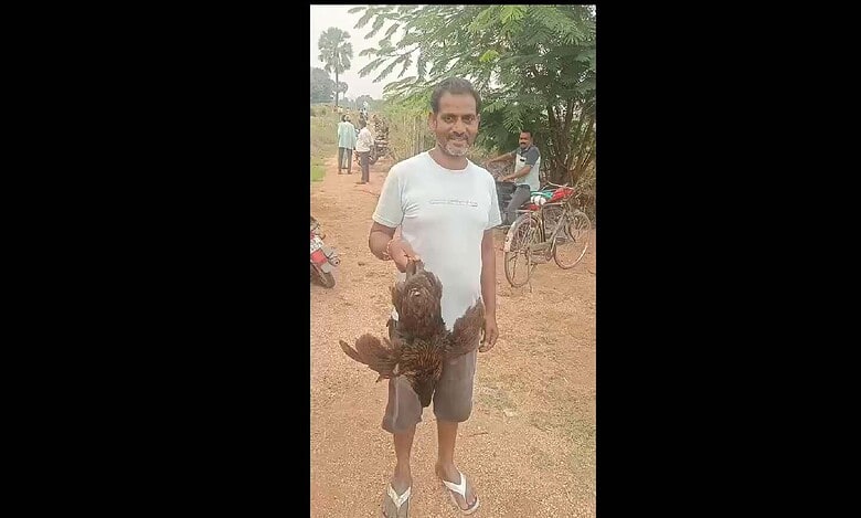 Man holds chicken caught from cotton field in Telangana