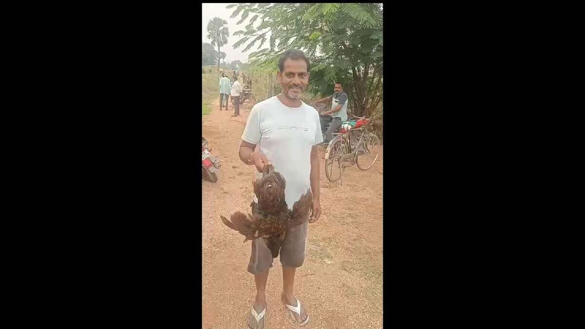 Man holds chicken caught from cotton field in Telangana