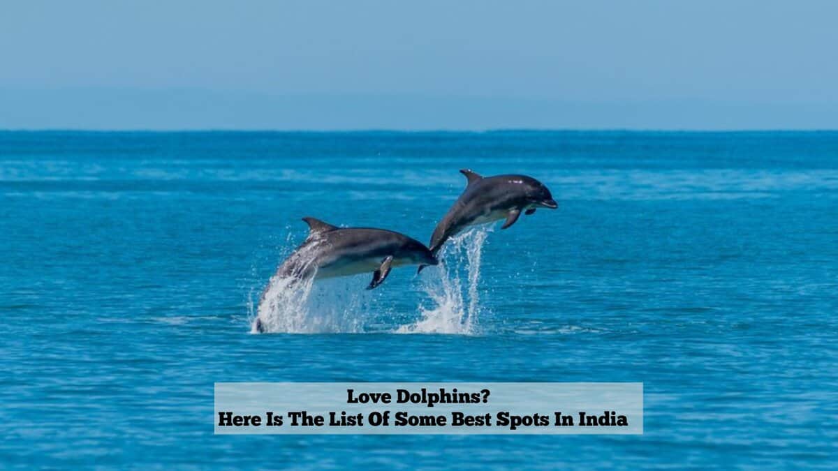 Dolphins spotting