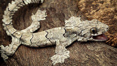 new Gecko species