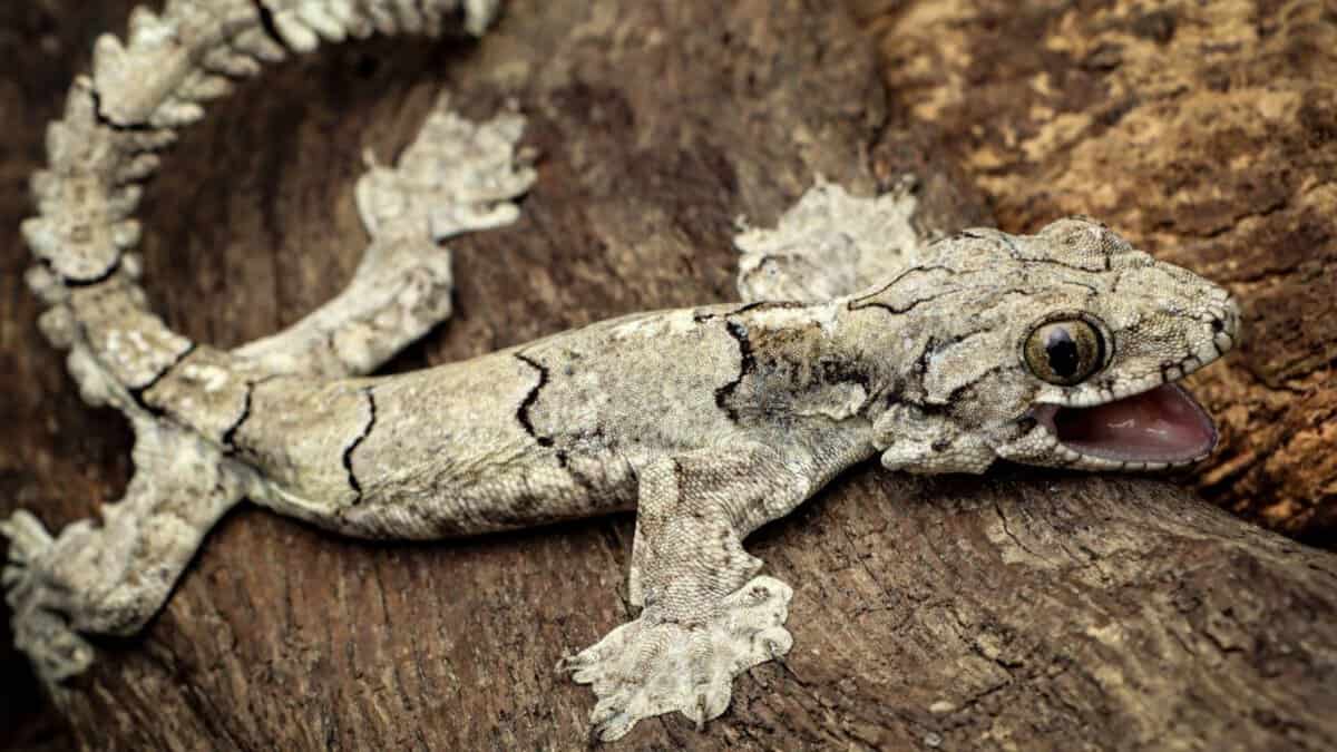 new Gecko species