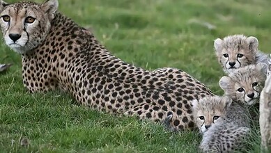 Cheetah cubs