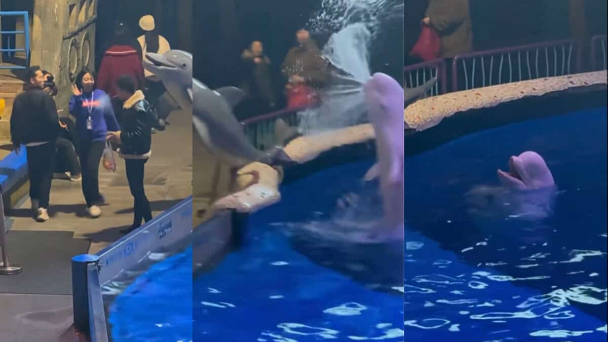 Dalian whale extinguishes man smoking