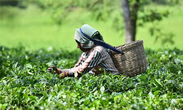 India tea