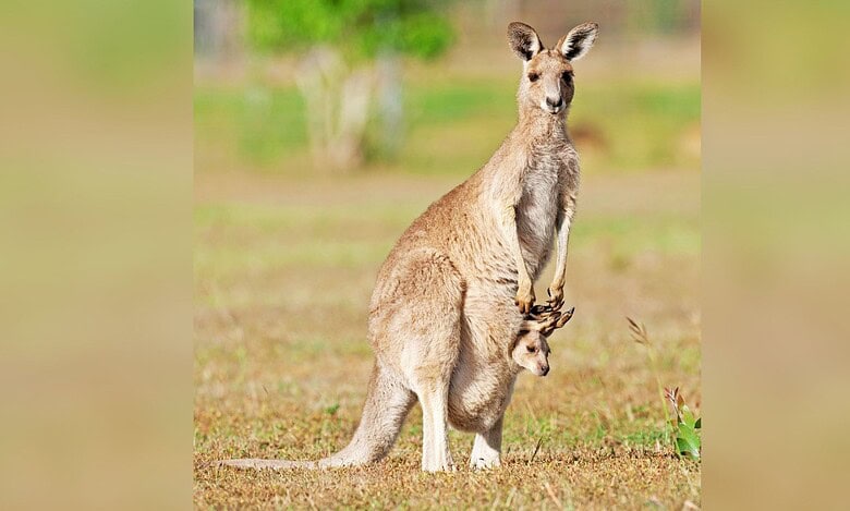 Image showing a Kangaroo in a field with its baby.