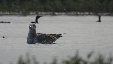 Pallas's gull