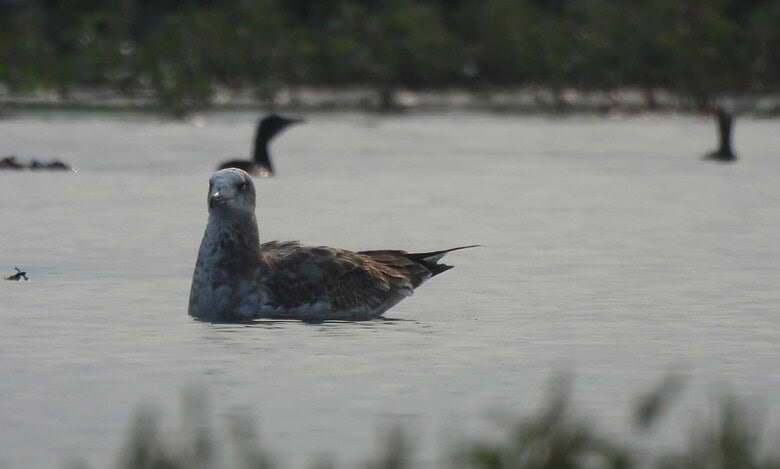 Pallas's gull