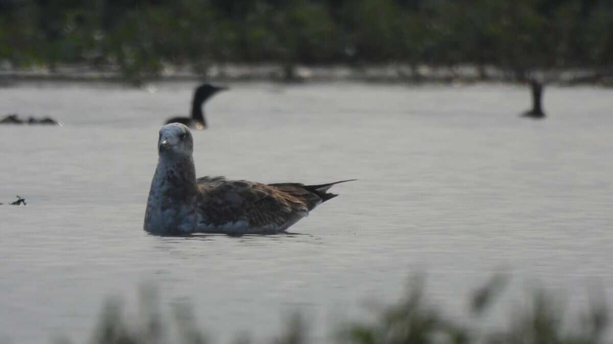 Pallas's gull