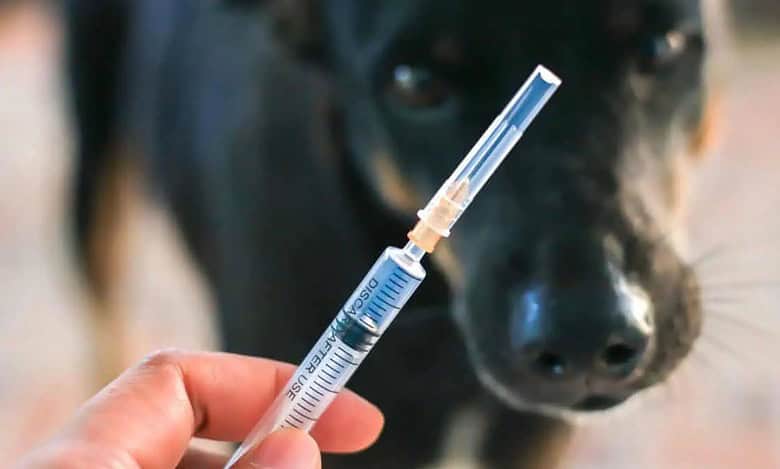 Rabies Shot