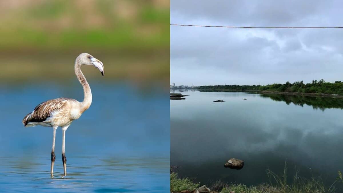 Want to spot a flamingo in Hyderabad? Head to Kistareddypet Lake