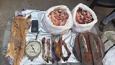 The police found 15 kilograms of venison, along with deer skin and head.