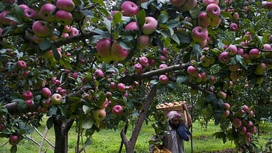 Kashmiri apple