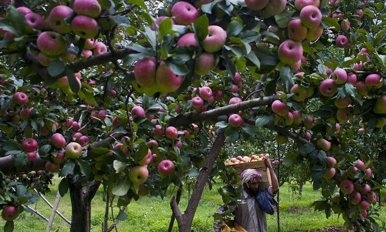 Kashmiri apple