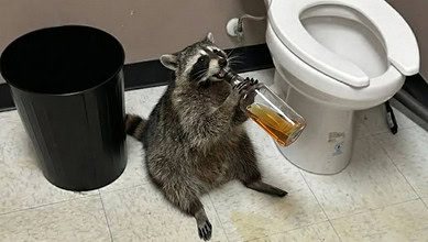 Raccoon goes on drunken rampage in Virginia liquor store