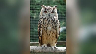 Image shows a bird sitting on a branch