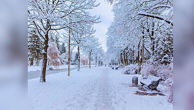 Snow-covered tree-lined pathway in winter with frost-laden branches creating a serene white winter landscape