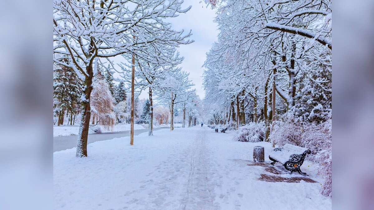 Snow-covered tree-lined pathway in winter with frost-laden branches creating a serene white winter landscape