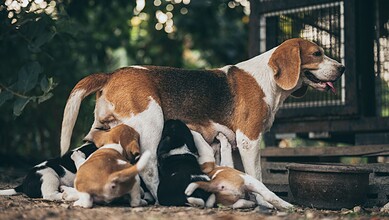 Dog and its puppies