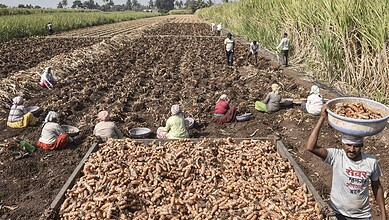 Farmers harvest turmeric rhizomes and load the raw produce onto a tractor from a field in Karad in Maharashtra