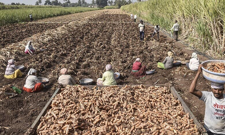 Farmers harvest turmeric rhizomes and load the raw produce onto a tractor from a field in Karad in Maharashtra