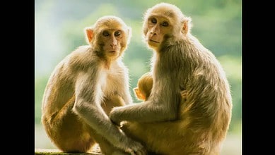 An imge of Monkeys used for Representational purpose