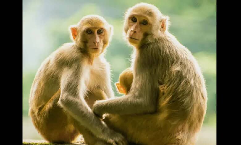 An imge of Monkeys used for Representational purpose