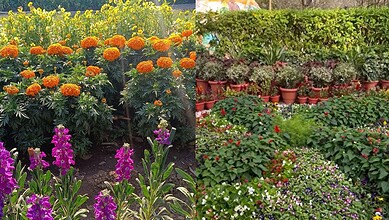 Hyderabad set to host floral festival this January: All details