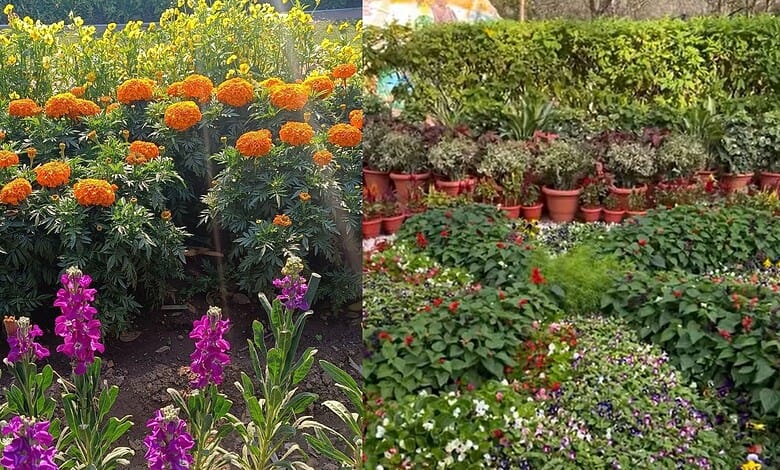 Hyderabad set to host floral festival this January: All details