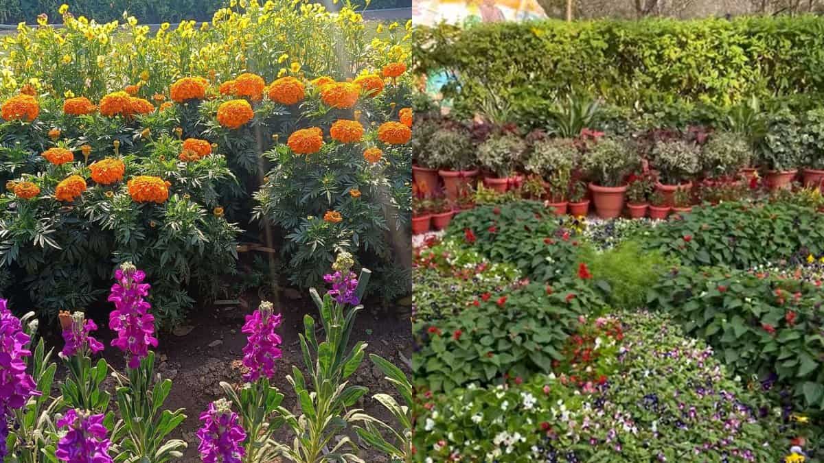 Hyderabad set to host floral festival this January: All details