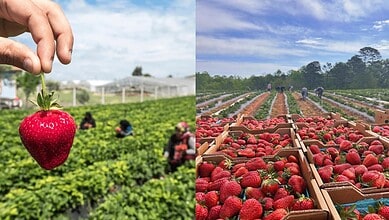 No weekend plans? Hyderabad is hosting lakeside strawberry event