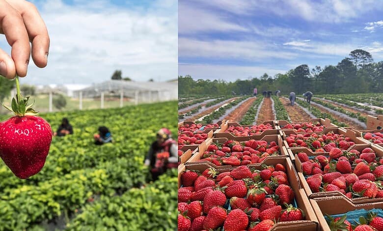 No weekend plans? Hyderabad is hosting lakeside strawberry event