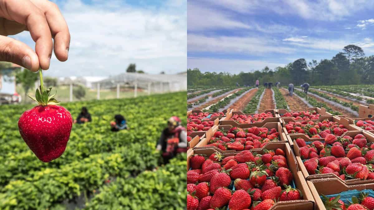 No weekend plans? Hyderabad is hosting lakeside strawberry event