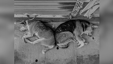 Image shows Two dogs lying close together on a concrete surface, resting in the shade beneath what appears to be a bench or platform.