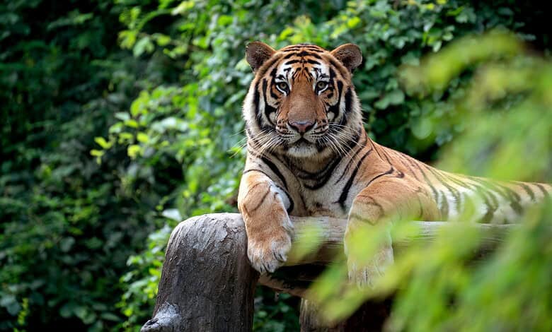 After cattle attacks in Telangana, forest dept reviews tiger movement