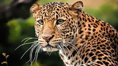 An image of a Leopard used for representational purposes