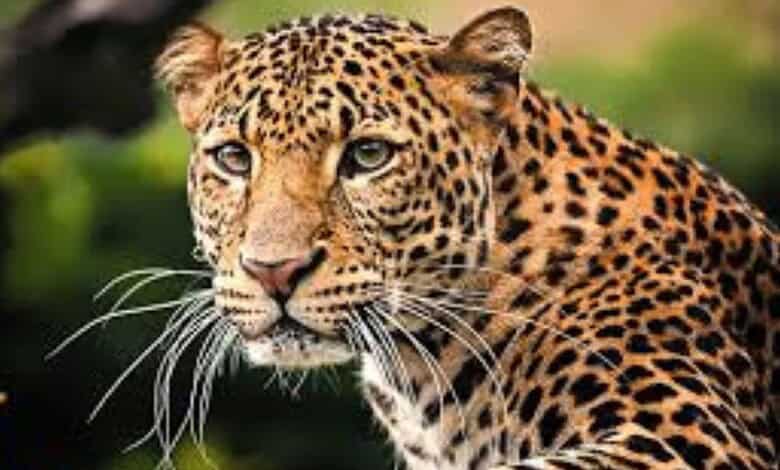 An image of a Leopard used for representational purposes