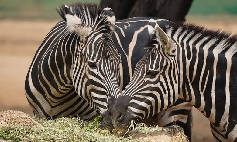 Zebras enjoying their cake at Hyderabad Zoo