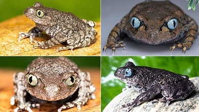 Leptobrachium somani and Leptobrachium mechuka