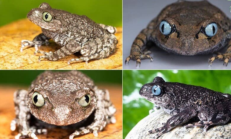 Leptobrachium somani and Leptobrachium mechuka