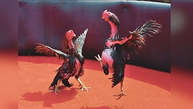 Image shows two roosters mid-fight in an arena with dramatic red lighting