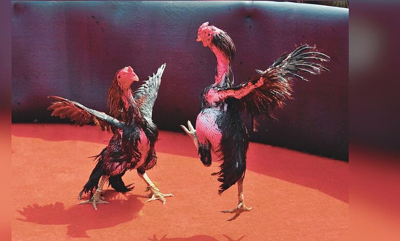 Image shows two roosters mid-fight in an arena with dramatic red lighting