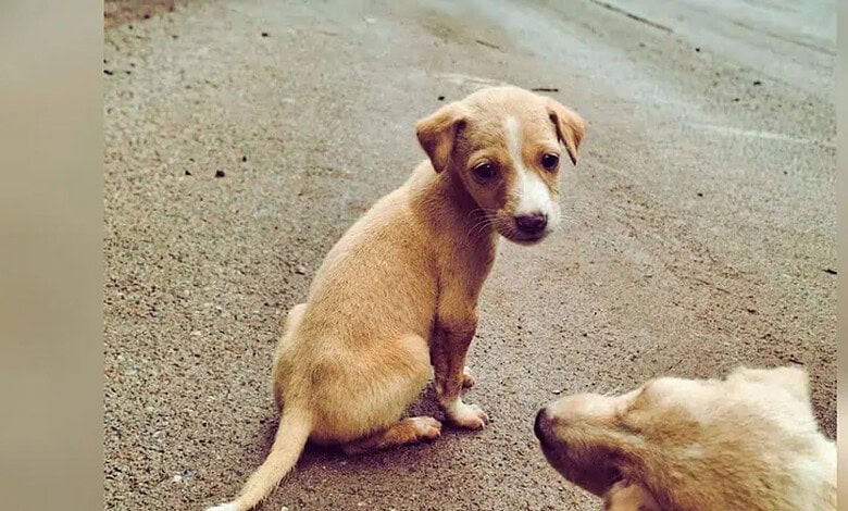 Telangana HC orders state to reconstitute Animal Welfare Board