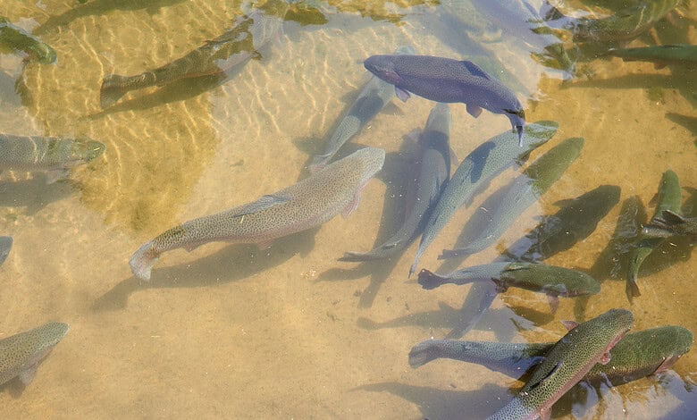 India’s first commercial tropical trout farm to be inaugurated in Hyderabad on Monday
