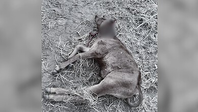 A calf killed by a tiger in Telangana
