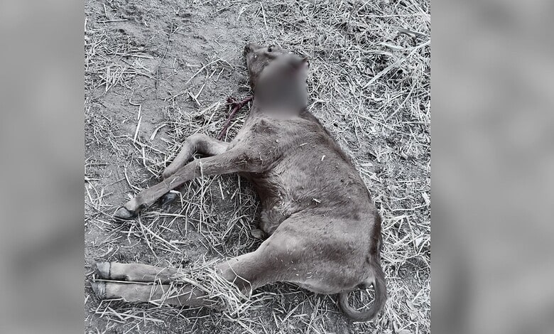 A calf killed by a tiger in Telangana
