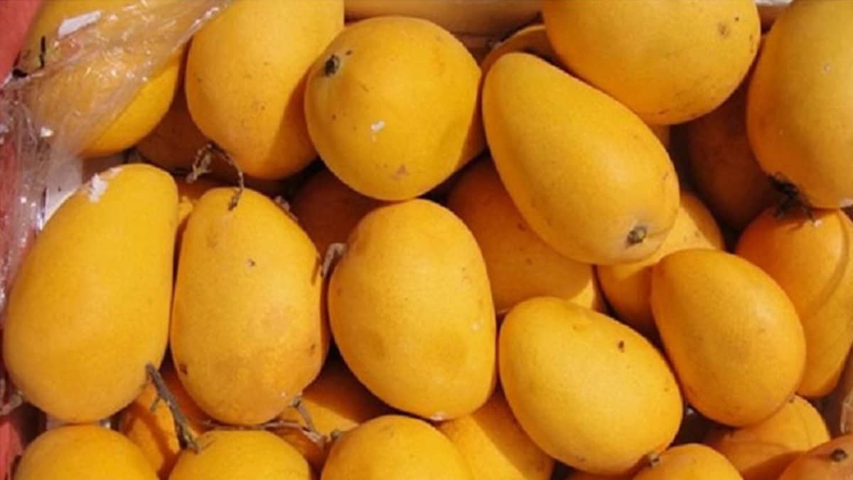 mangoes