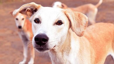 stray dog at NIT Warangal