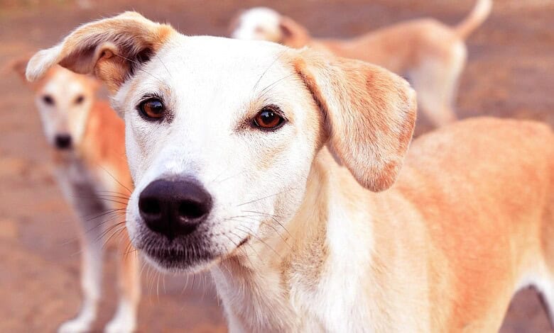 stray dog at NIT Warangal