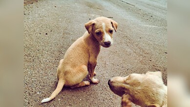 Image shows a stray dog sitting on the side of a road